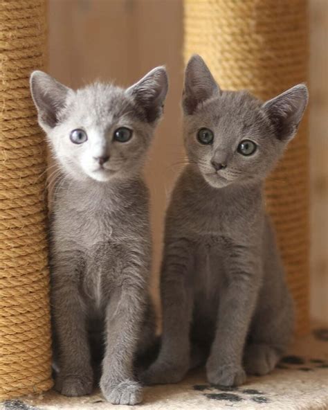 russian blue cats for sale near me